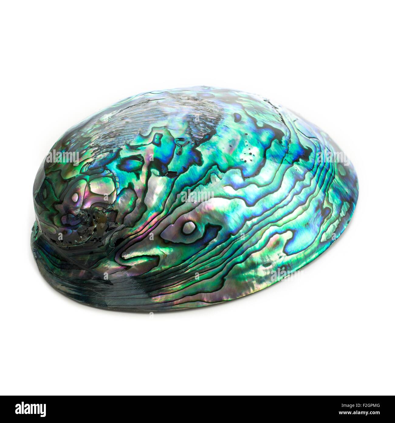 Abalone shell Stock Photo