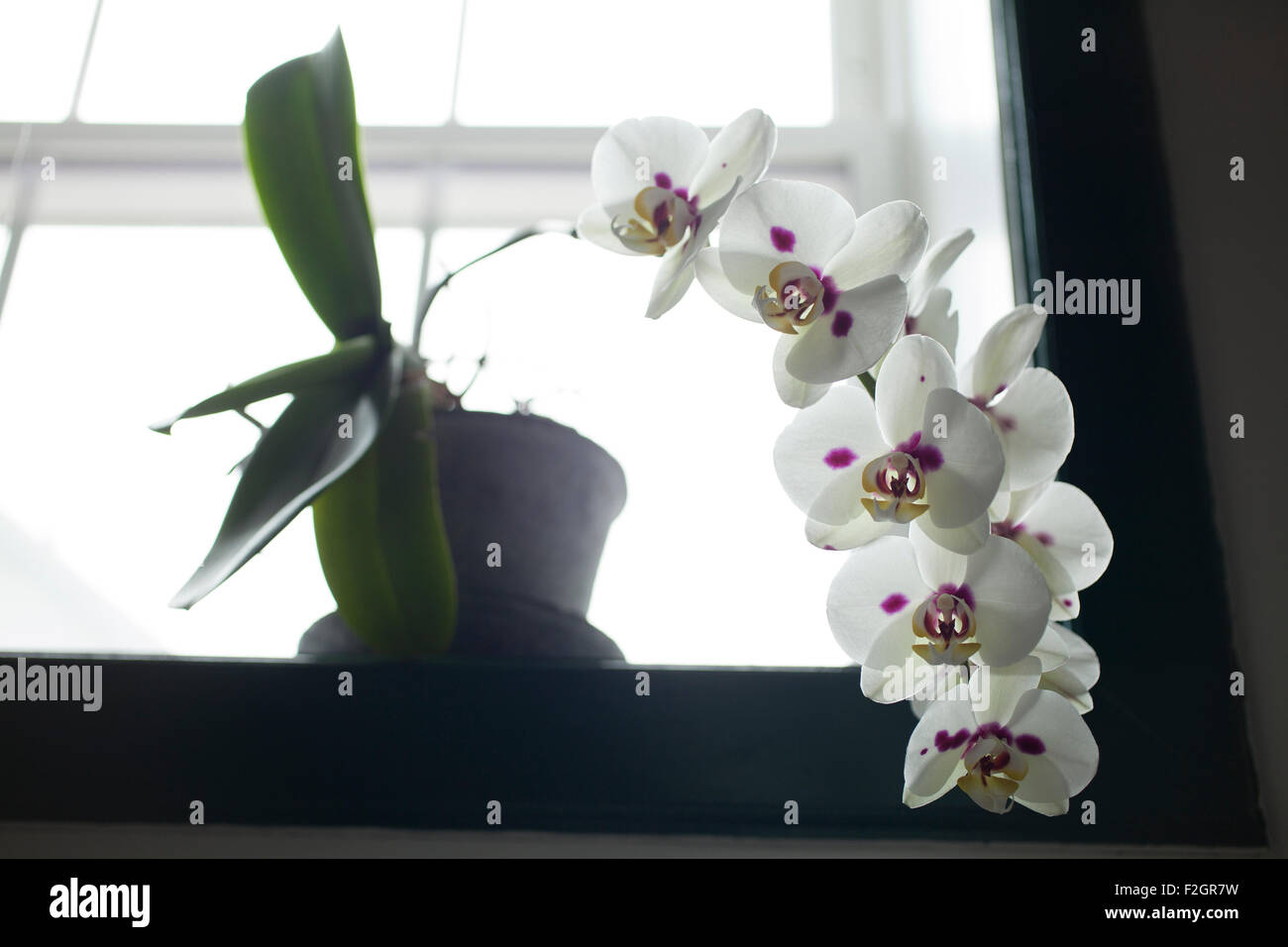 A  phalanopsis orchid sits on a window sill. Stock Photo