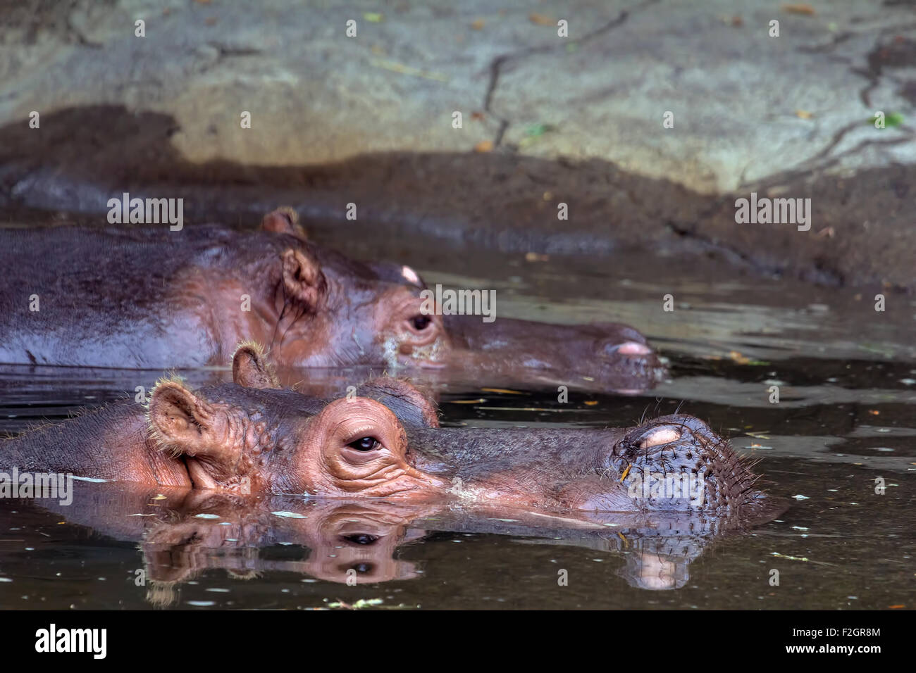 Hippopotamus Pair Submerged in Water Closeup Portrait Stock Photo