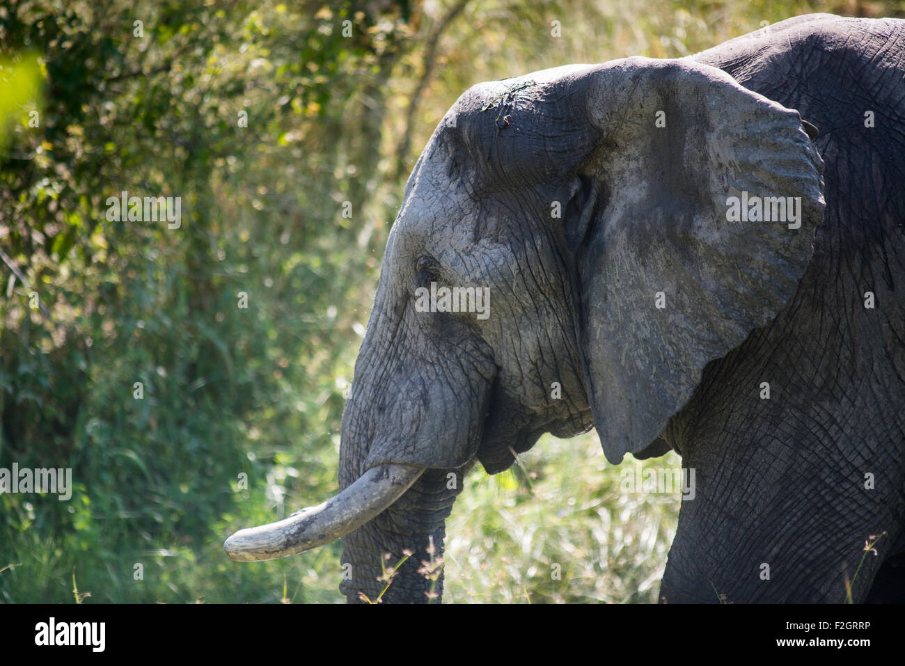 Close up of Elephant ( Loxodonta ) in Botswana, Africa Stock Photo