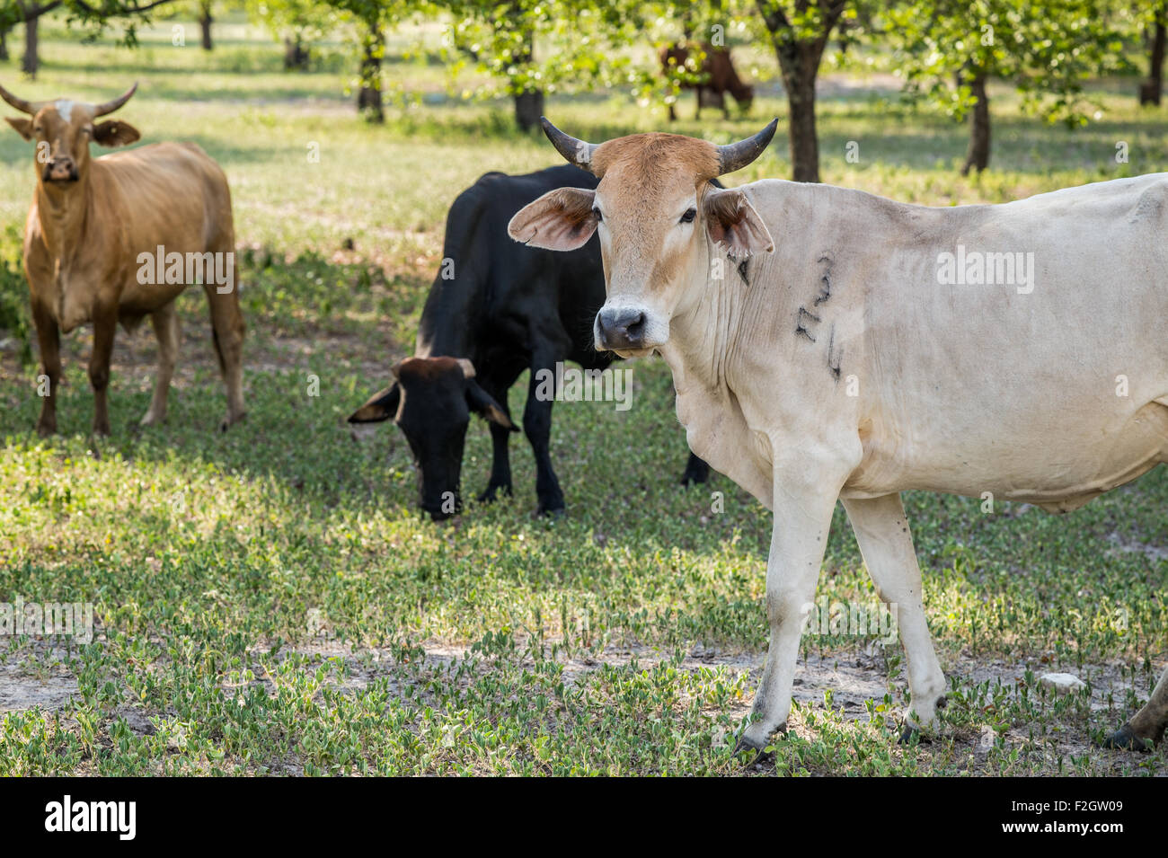 Mixed Breed Cattle in Botswana, Africa Stock Photo