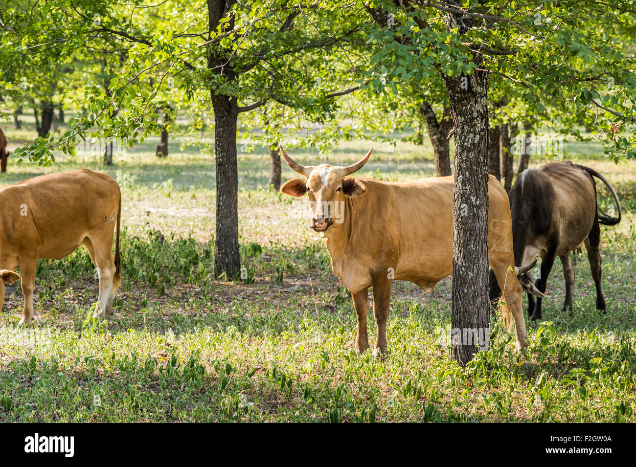 Mixed Breed Cattle in Botswana, Africa Stock Photo