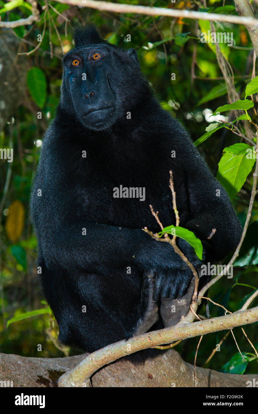 a Single black crested macaque also known as the celebes black macaque relaxes on the ground in the protected tropical forest of Tangkoko in Sulawesi. Stock Photo