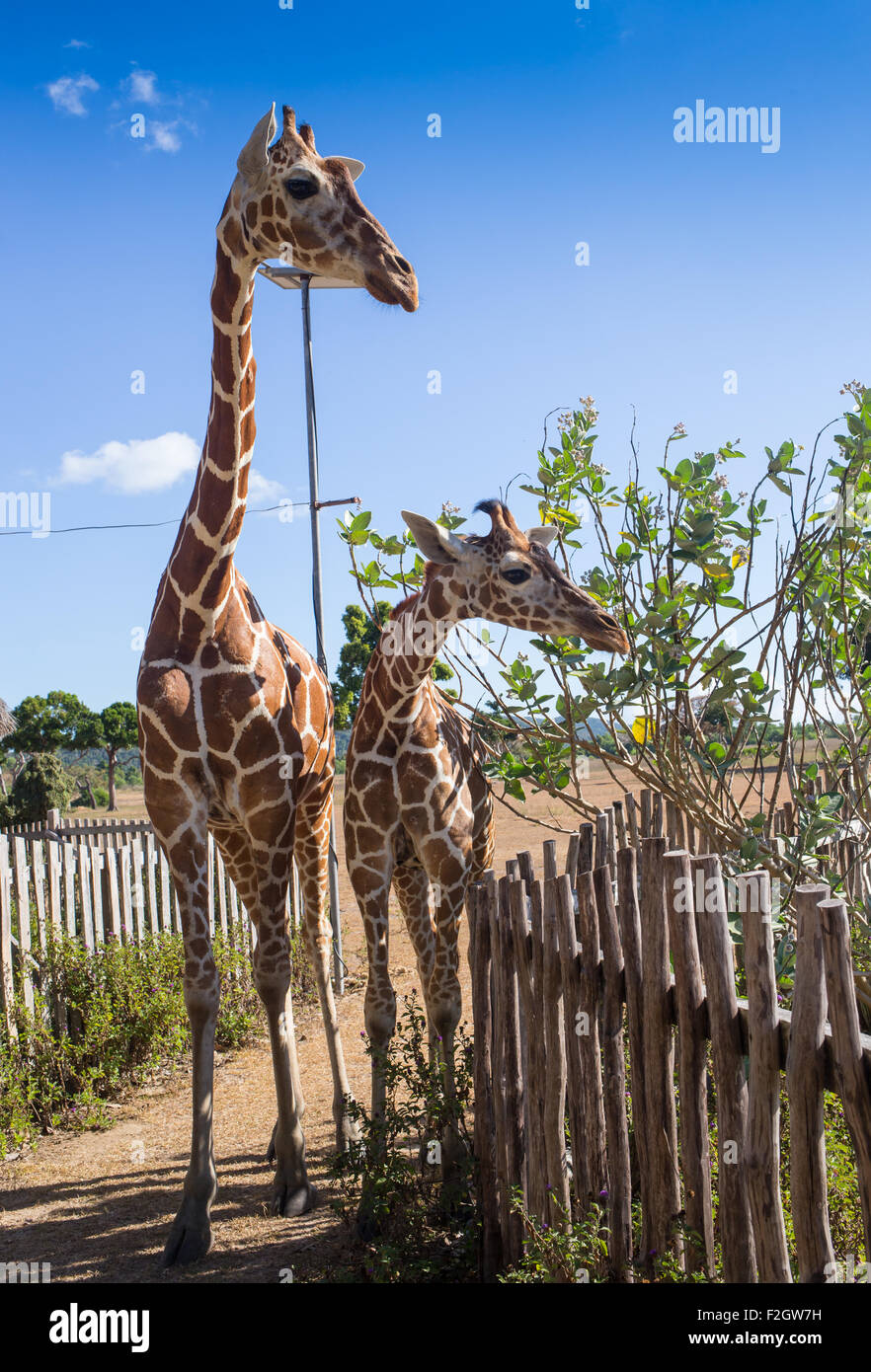 group of Rothschild's giraffes Stock Photo - Alamy