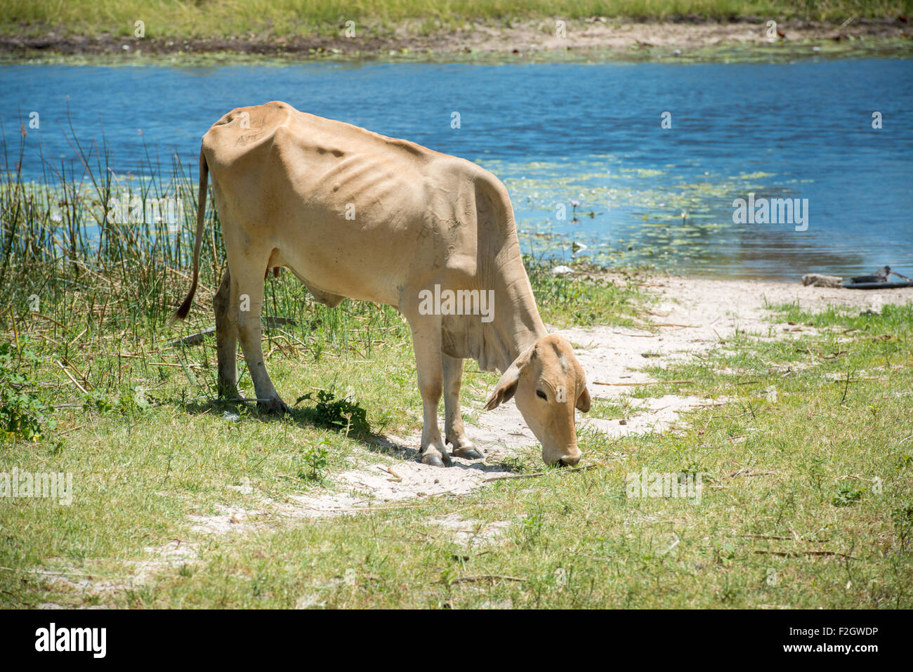 Grazing cow by the river in Botswana, Africa Stock Photo