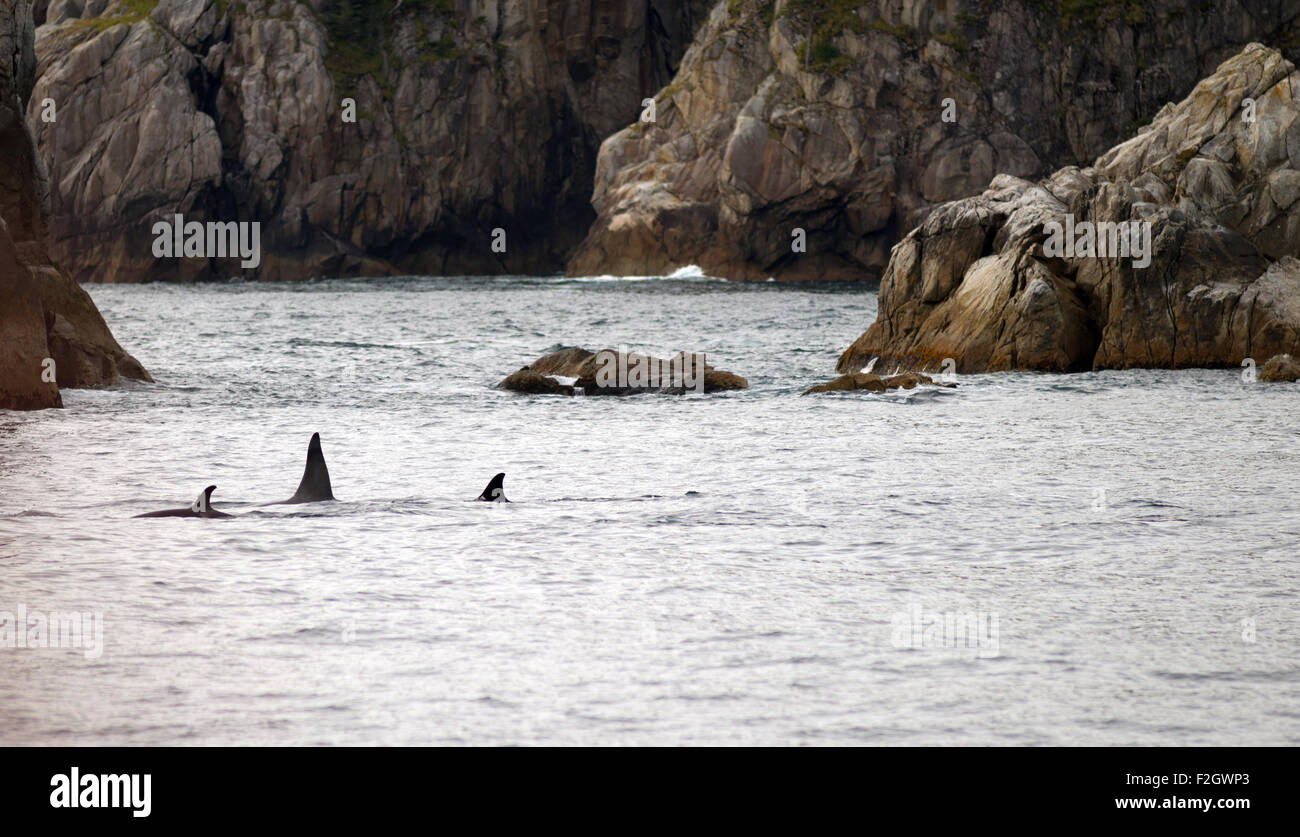 A pod of whales break the water's surface Alaska Coast Stock Photo