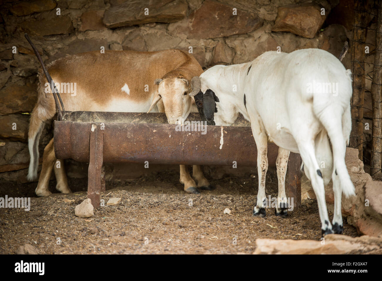 Fat tailed dorpers (Ovis aries) on a farm in Botswana, Africa Stock Photo