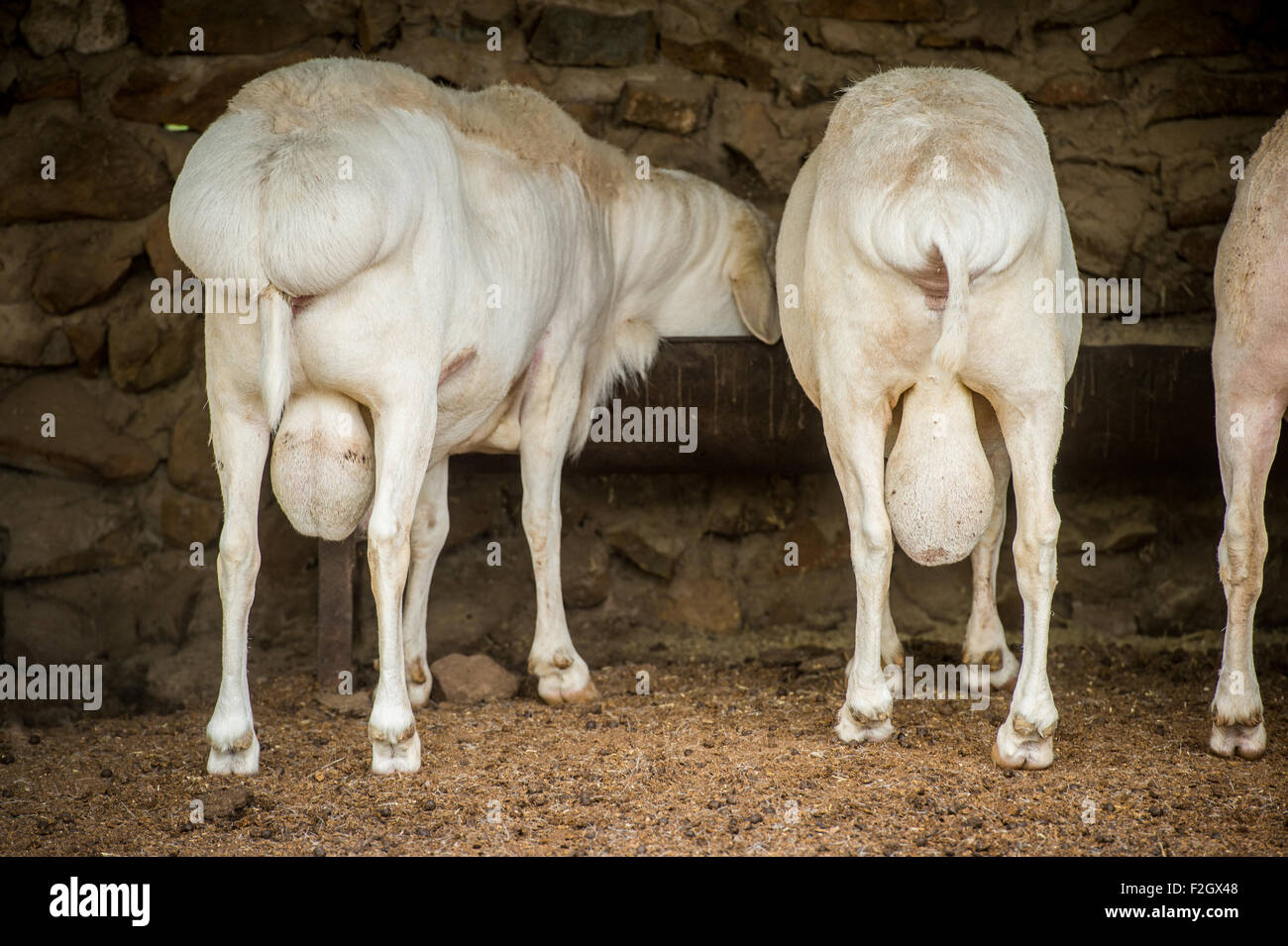 Fat tailed dorpers (Ovis aries) on a farm in Botswana, Africa Stock Photo