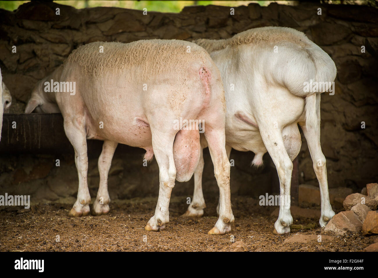 Fat tailed dorpers (Ovis aries) on a Farm in Botswana, Africa Stock Photo