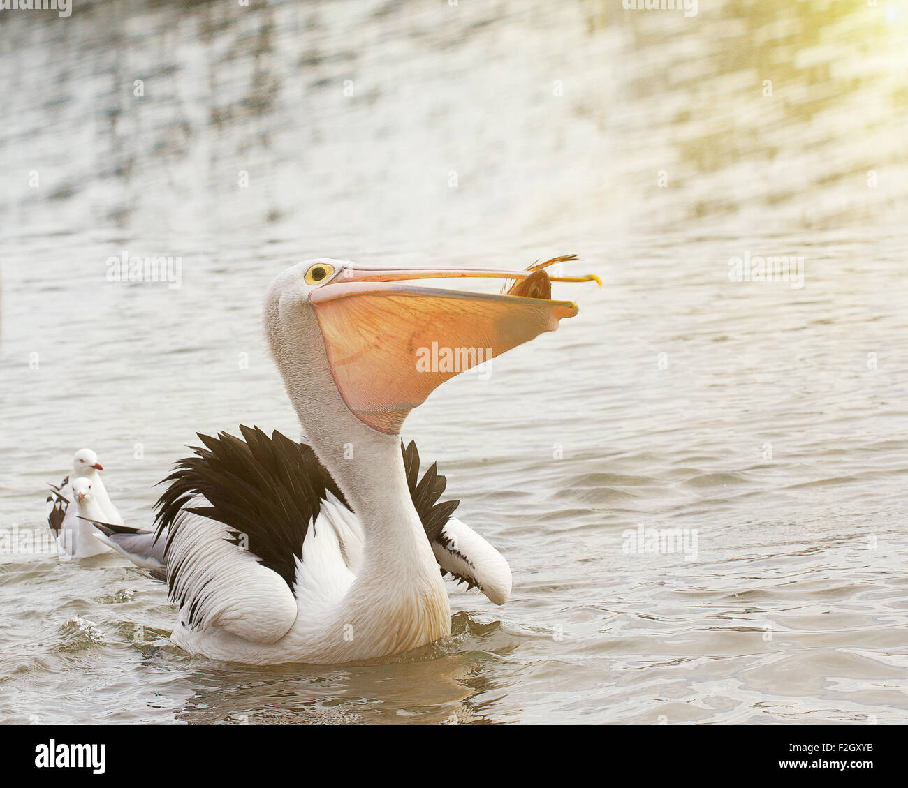 Pelican eating fish in the ocean. Stock Photo