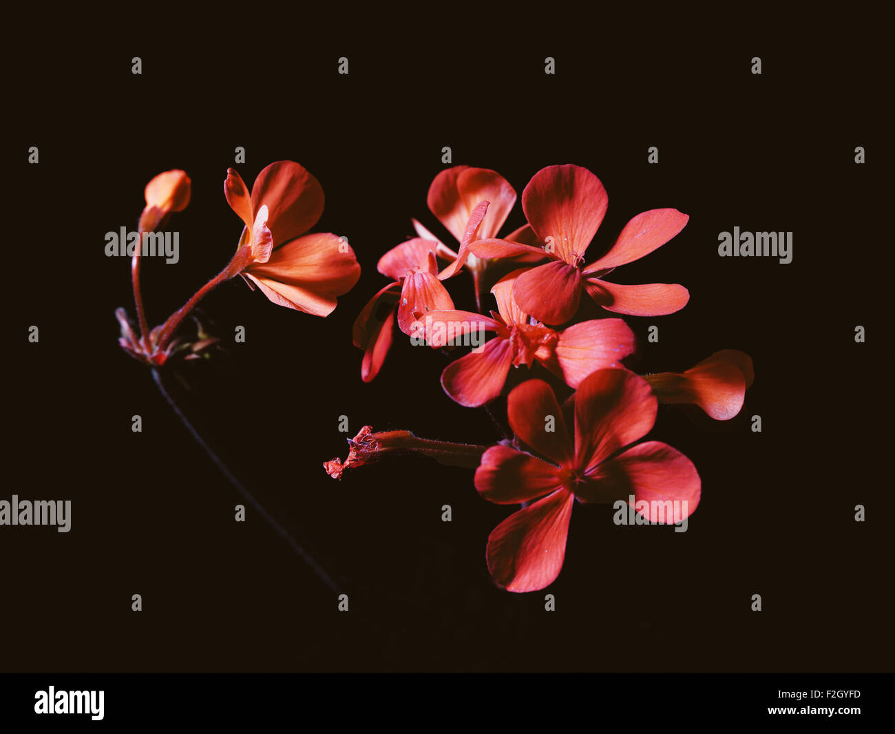 Red flowers on black background Stock Photo Alamy