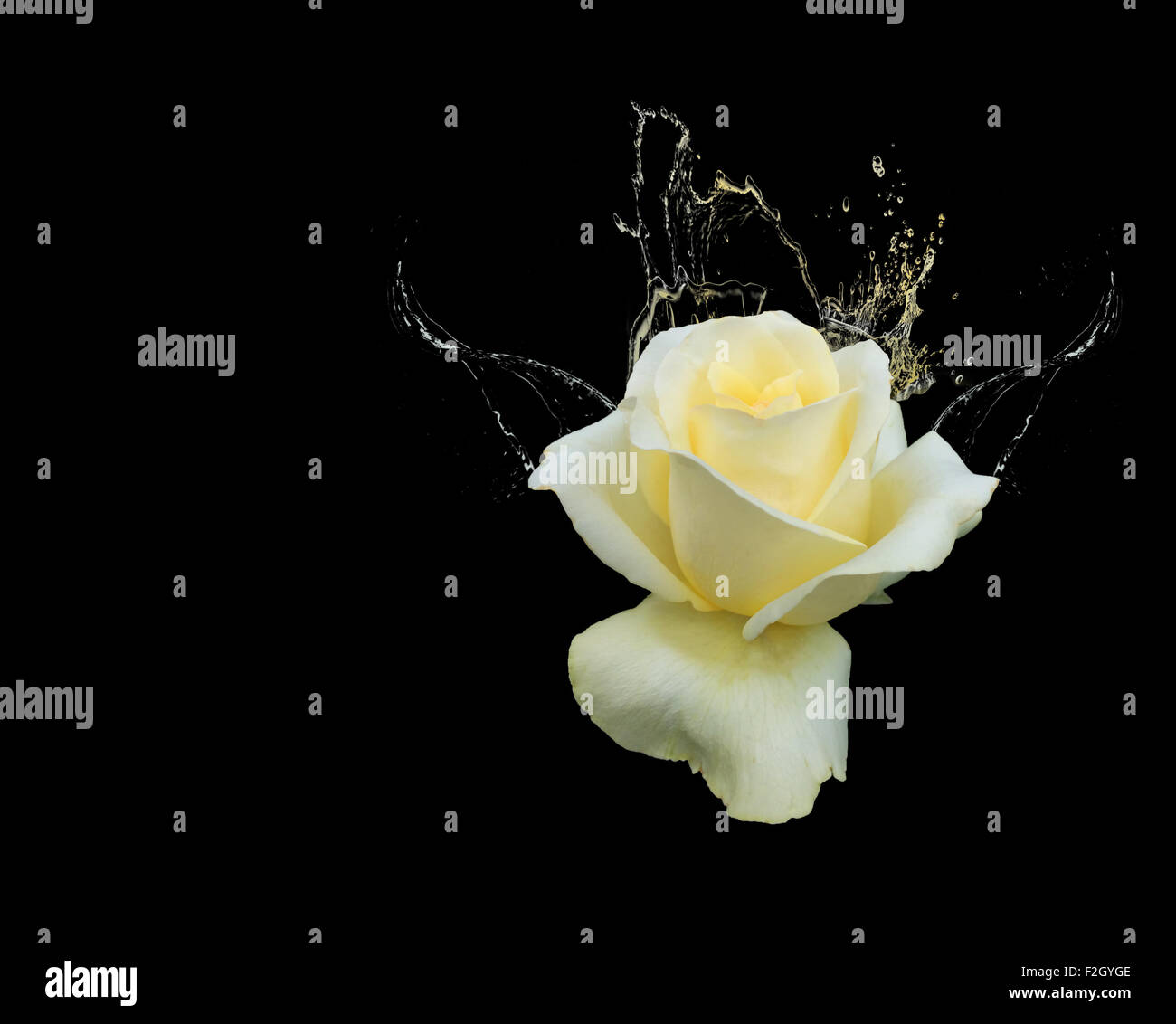 Beautiful yellow rose with water splashes on black background Stock Photo