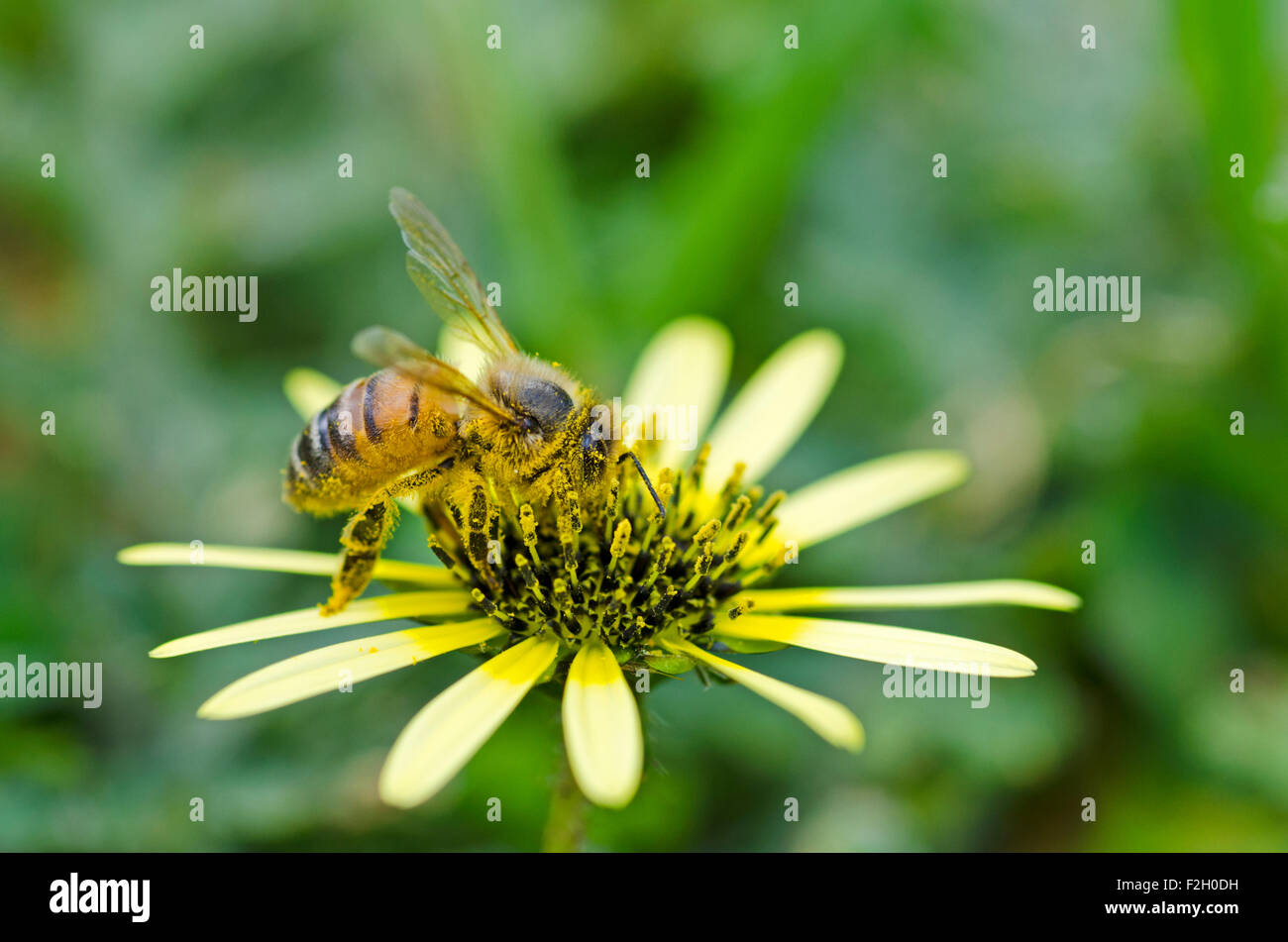 Honey bee collecting pollen from Cape Weed flower Stock Photo