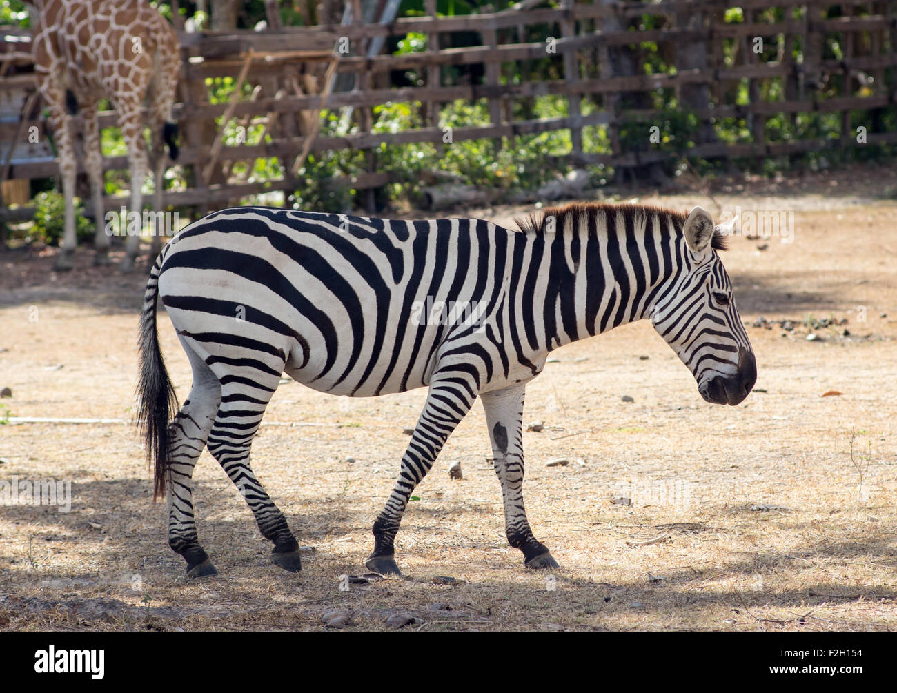 Zebra habitat hires stock photography and images Alamy