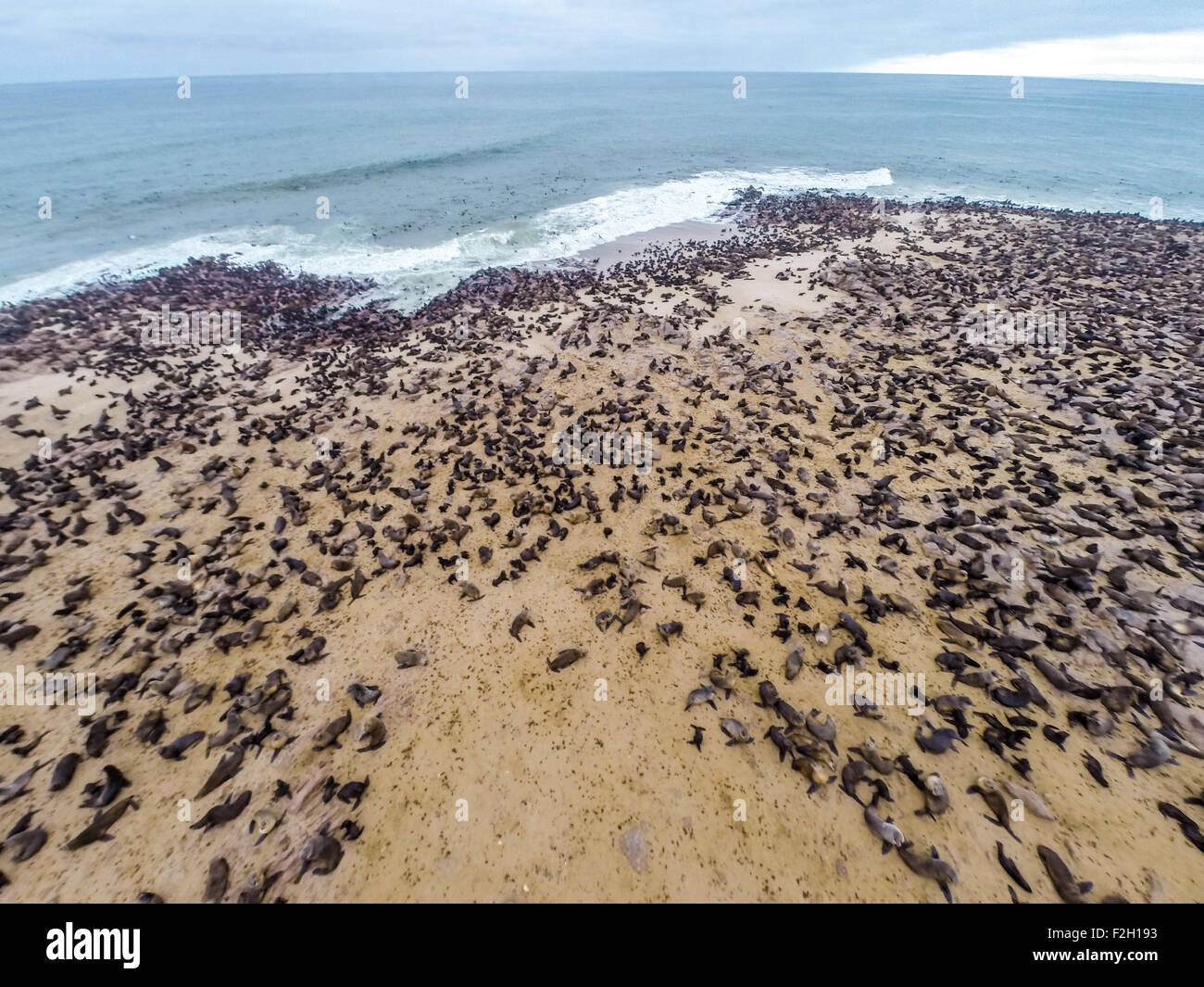 Cape Fur Seals at Seal reserve along coast in Namibia, Africa Stock Photo
