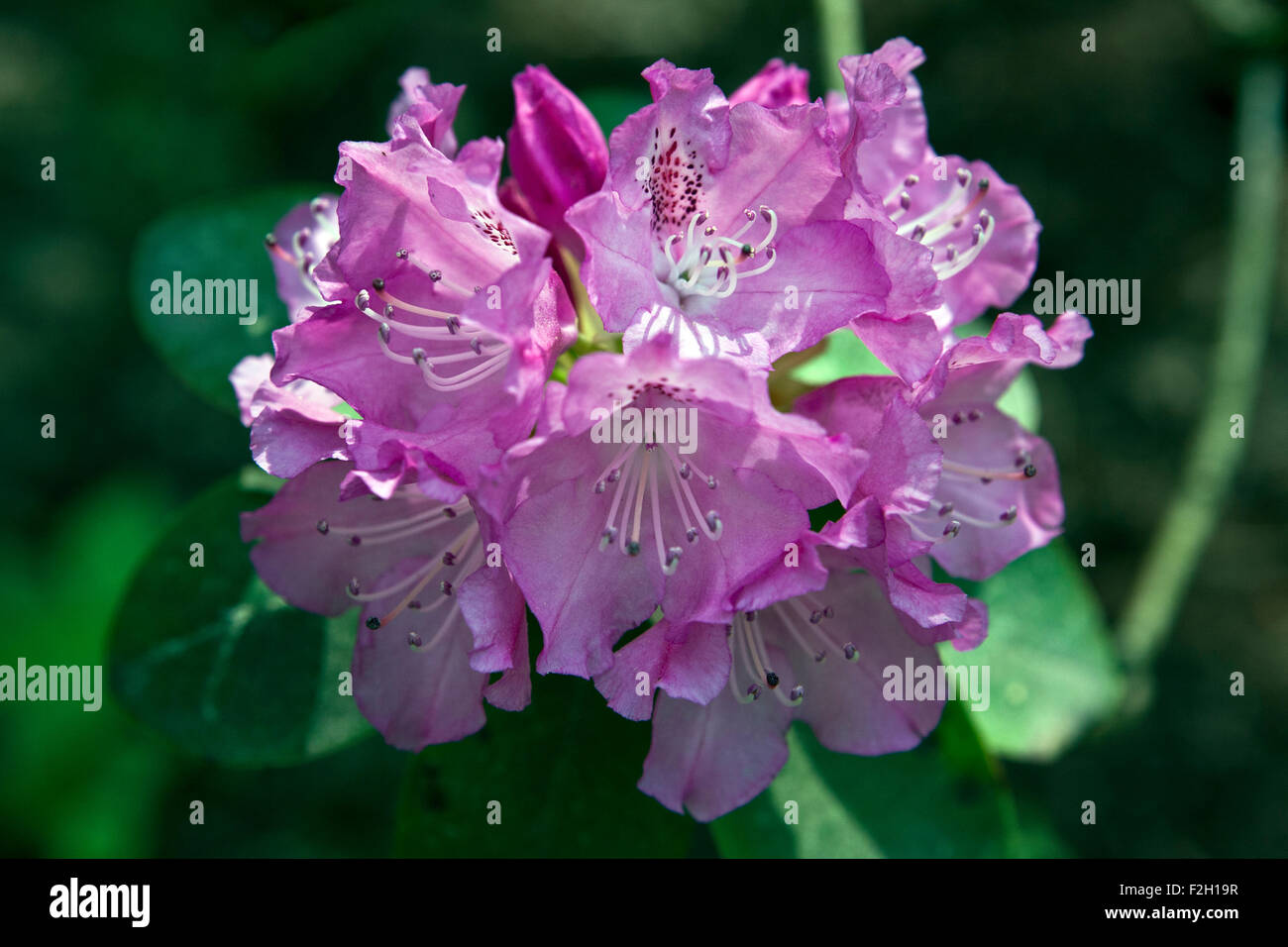 Flowering Rhododendron in closeup Stock Photo - Alamy
