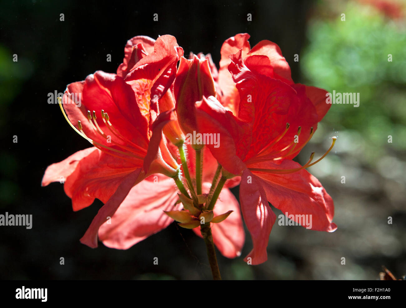 Flowering Rhododendron in closeup Stock Photo