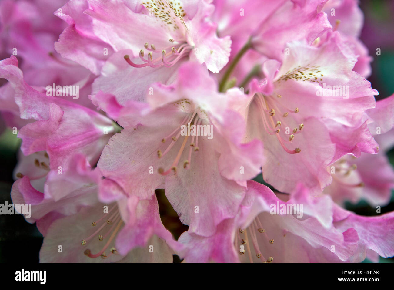 Flowering Rhododendron in closeup Stock Photo - Alamy
