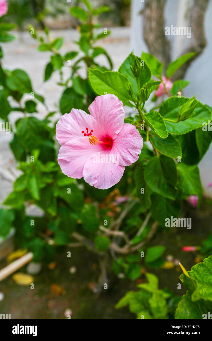 background of flowers and plants Stock Photo