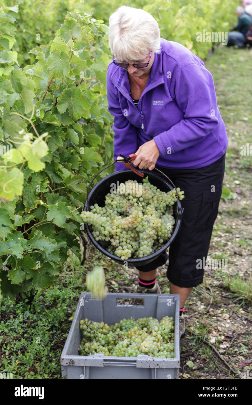 Saint-Georges-sur-Cher, Loire et Cher, France. 19th September, 2015. Pictured here is British holidaymaker  Sue Spooner who has joined villagers in the hand picking of grapes for a local vineyard, in the famous Touraine wine making district.  Credit:  Mick Flynn/Alamy Live News Stock Photo