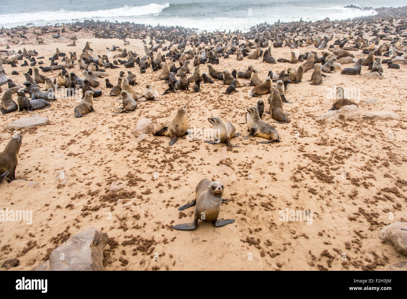 Cape Fur Seals (pinnipedia) on the Seal reserve of the Skeleton Coast in Africa Stock Photo