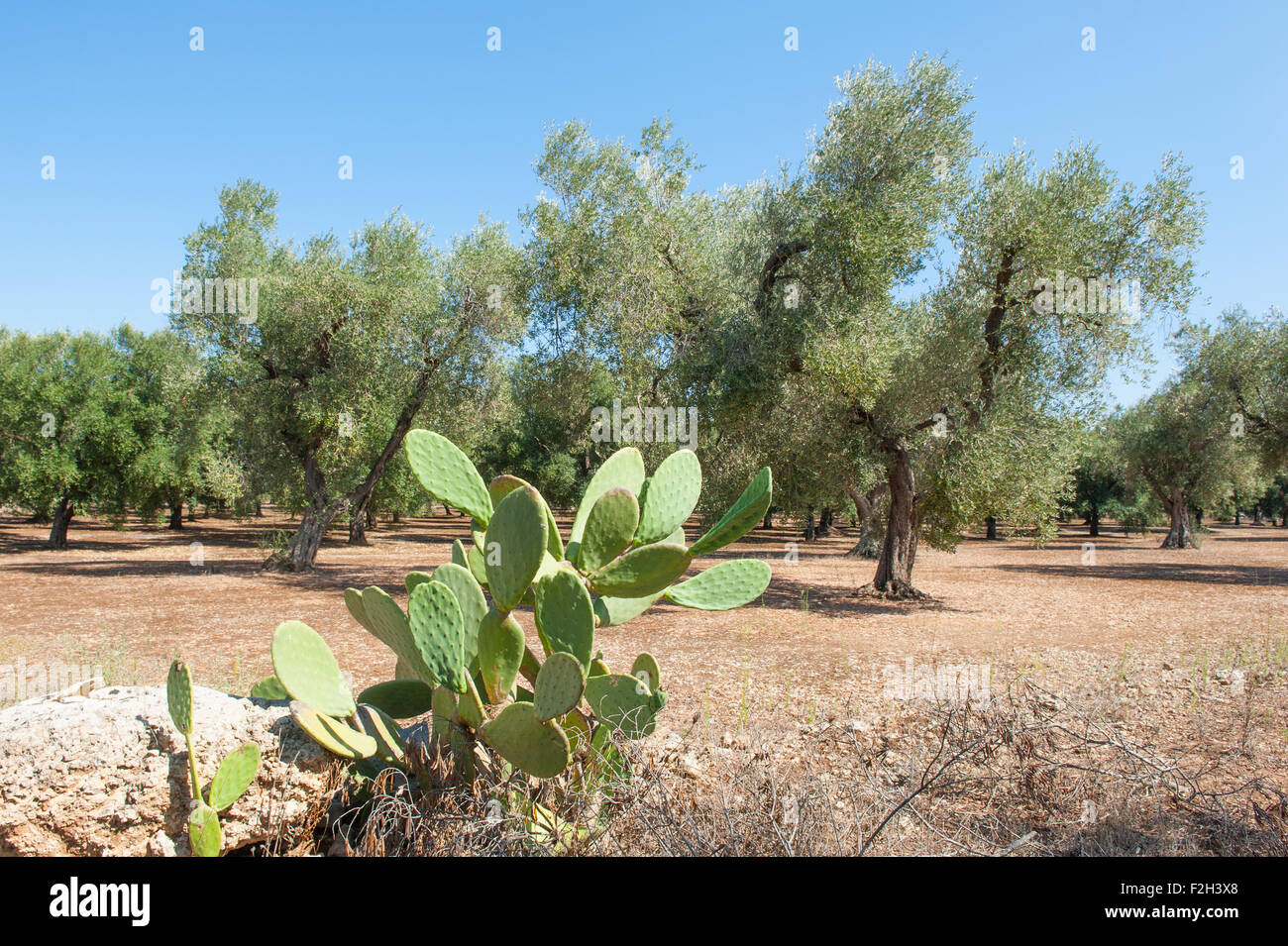 Prickly pear plant with olive trees field in background, sunny day Stock Photo