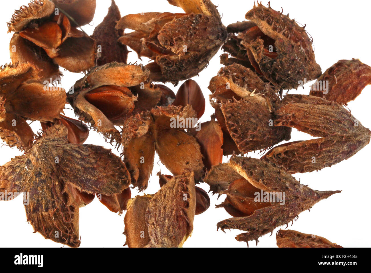 Beechnuts and husks on a plain white background. Stock Photo