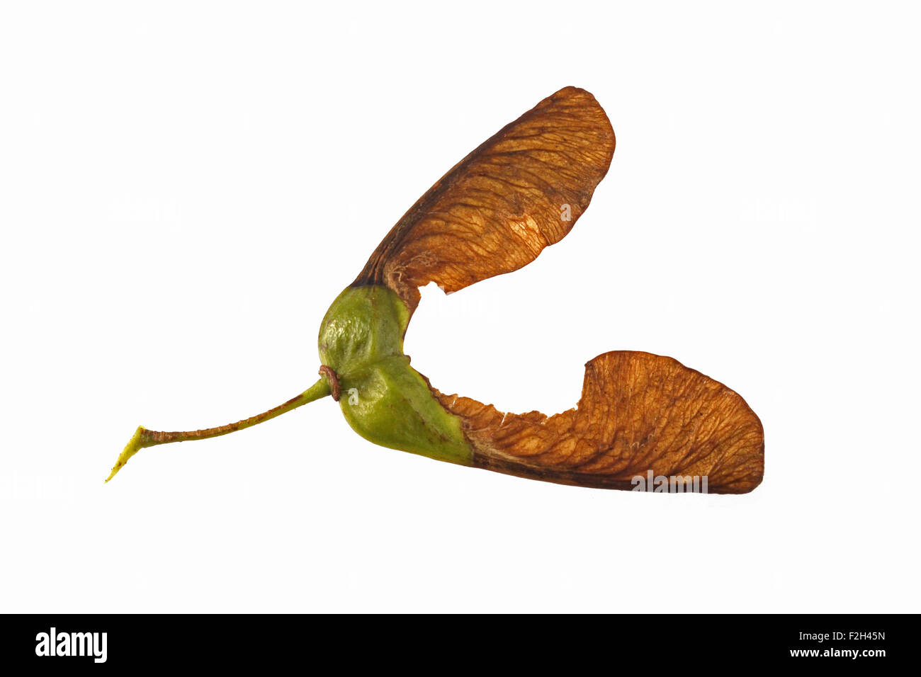 Maple seeds on a plain white background. Stock Photo