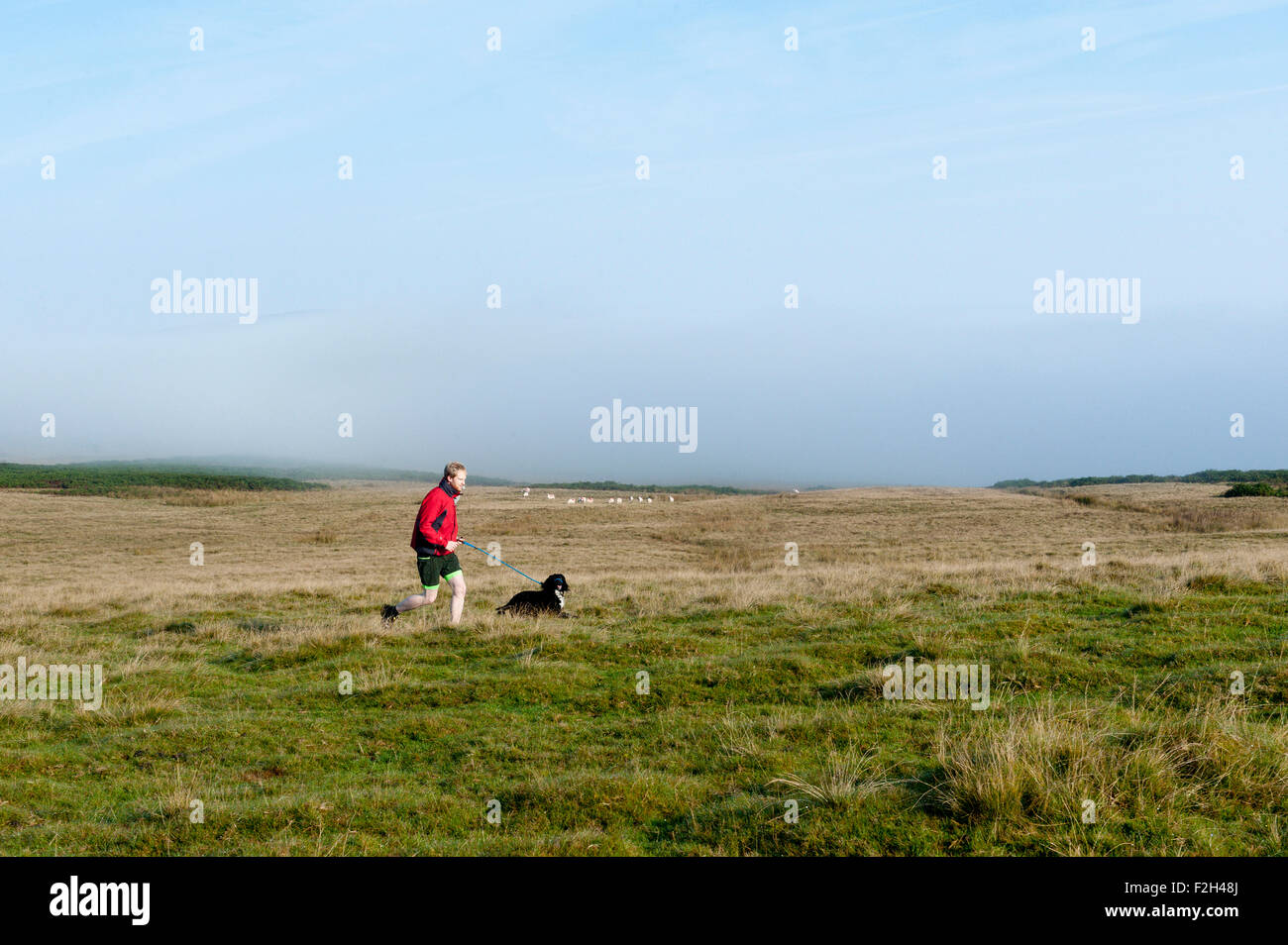 Mynydd Epynt, Powys, UK. 19th September, 2015. A jogger with a dog is seen above the fog on the Mynydd Epynt moorland. Weather feels autumnal in Mid Wales with fog below approximately 400 metres above sea level. Credit:  Graham M. Lawrence/Alamy Live News. Stock Photo