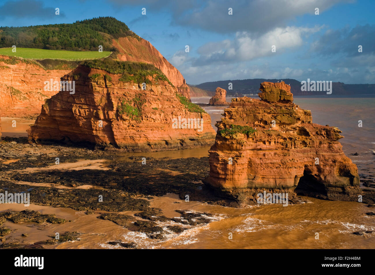 View of the red sandstone sea stacks at Ladram Bay near Sidmouth on Devon's Jurassic Coast, England, UK Stock Photo