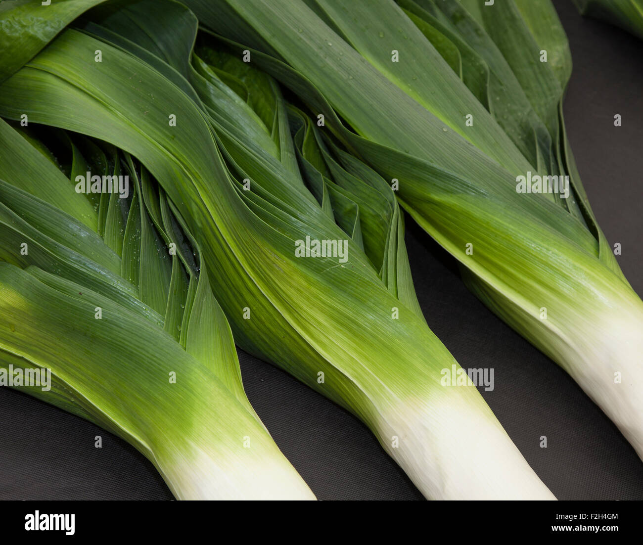 Harrogate, Yorkshire, UK. 18th Sept, 2015. Harrogate Annual Autumn Flower Show, attractions include the giant leeks vegetable competition, and is ranked as one of Britain's top three gardening events. Stock Photo