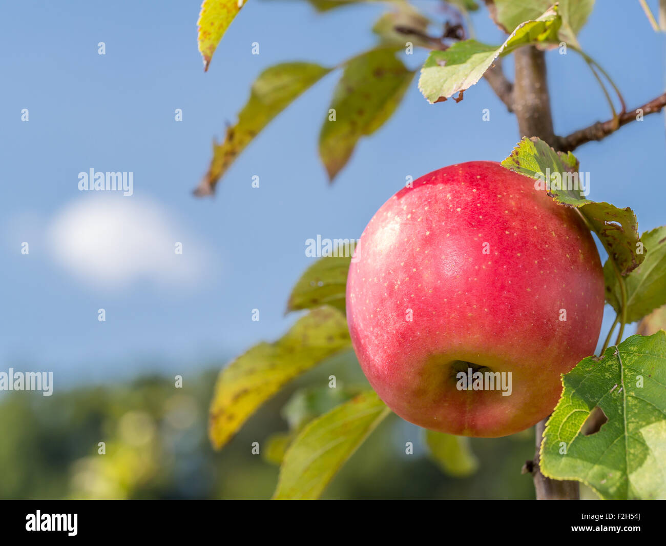Cox orange pippin apple ripening on tree Stock Photo
