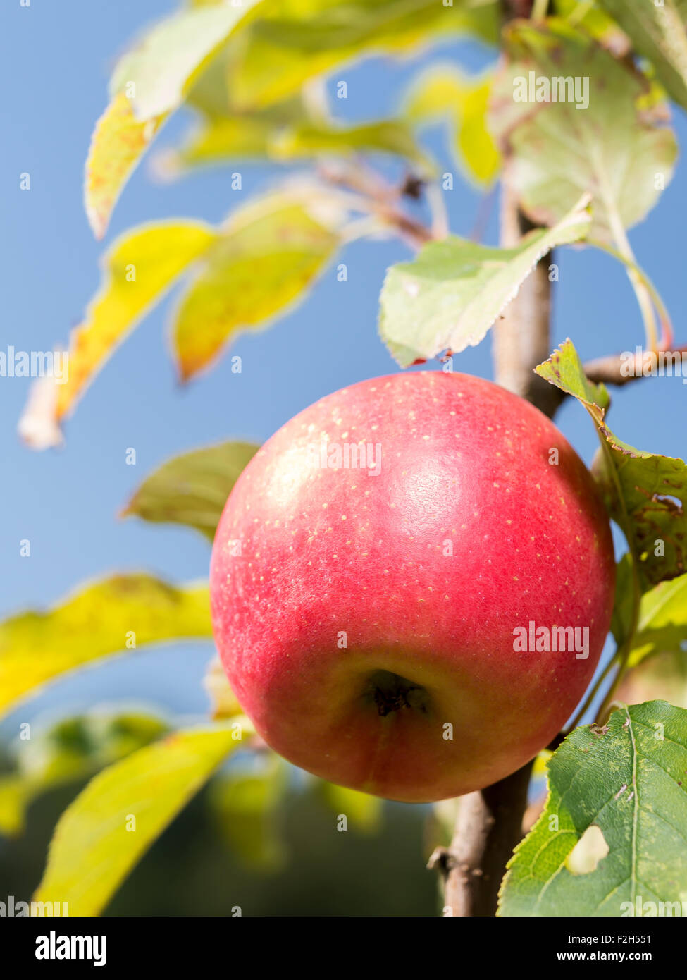 Cox orange pippin apple ripening on tree Stock Photo