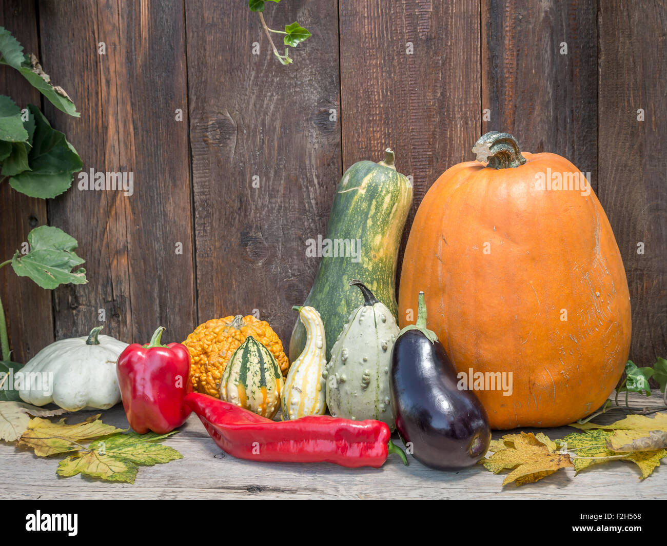 Composition of pumpkins, zucchini,summer squashes, red pepper against rustic wooden plank wall Stock Photo