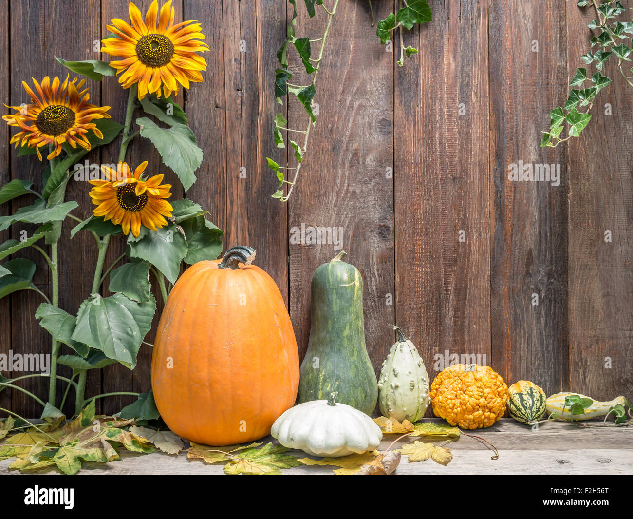 Composition of pumpkins, zucchini,summer squashes, against rustic wooden plank wall Stock Photo