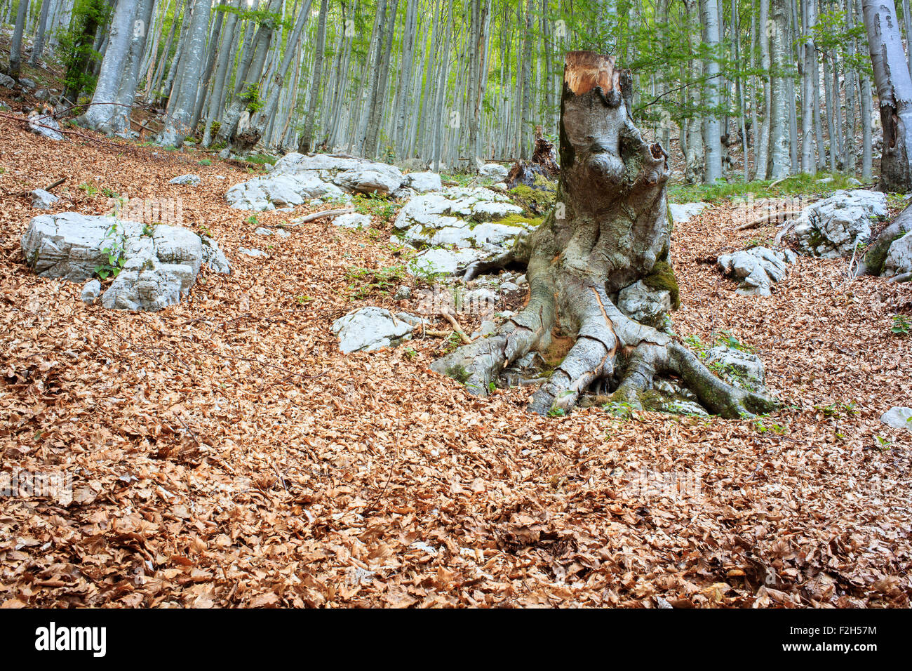 View of a beech forest in the summer season - Slovenia Stock Photo