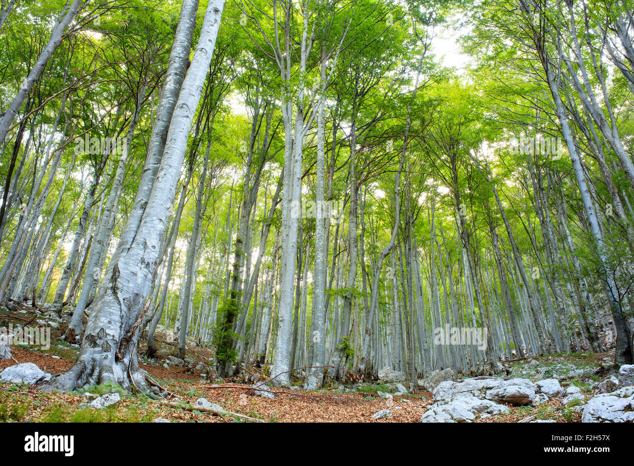 View of a beech forest in the summer season - Slovenia Stock Photo