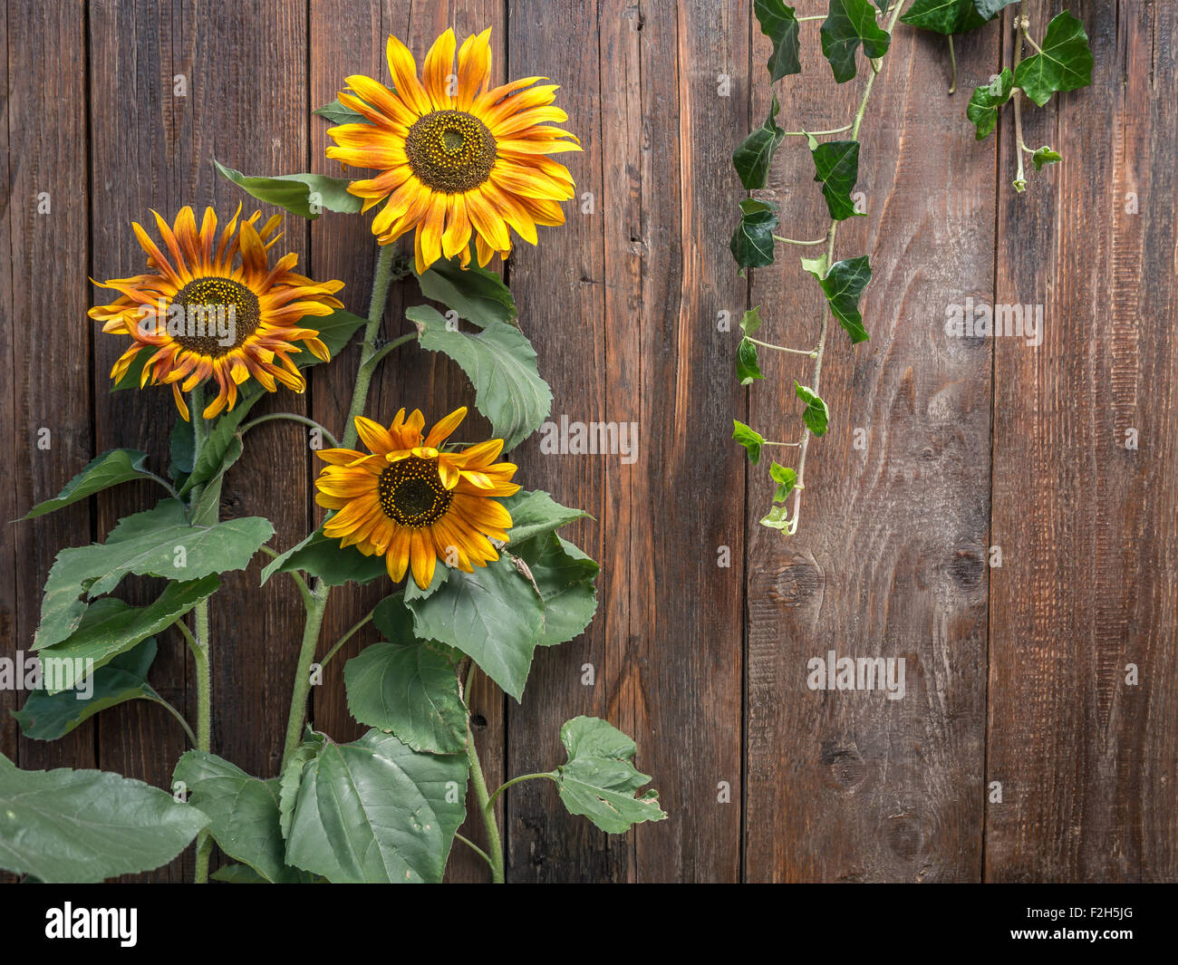 Three sunflowers growing against rustic wooden plank wall Stock Photo
