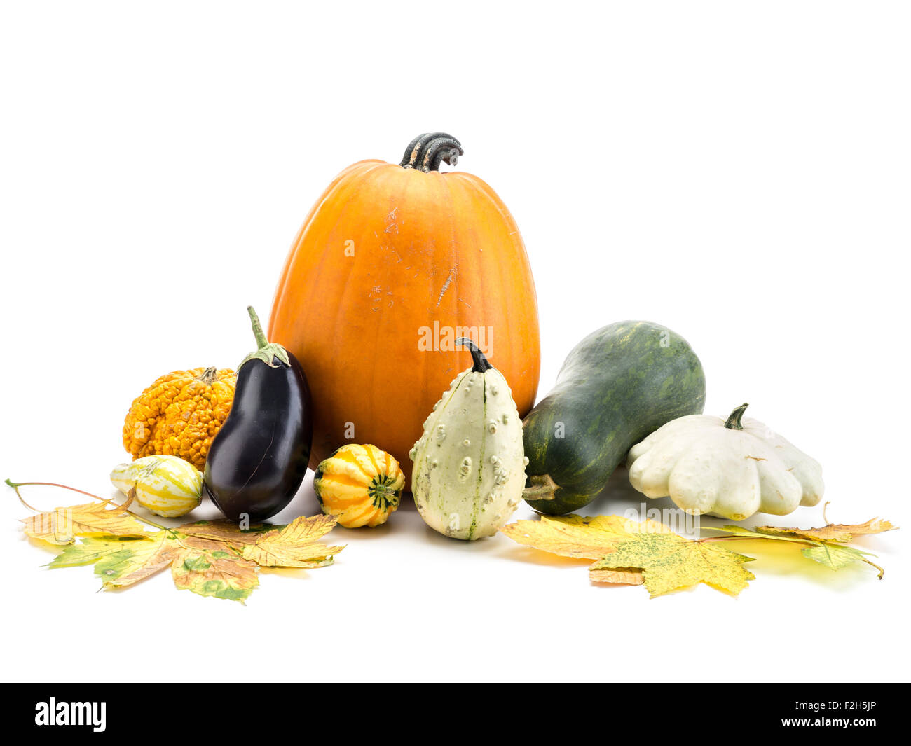 Composition of pumpkin, zucchini,summer squashes, and dead maple leaves on white background Stock Photo