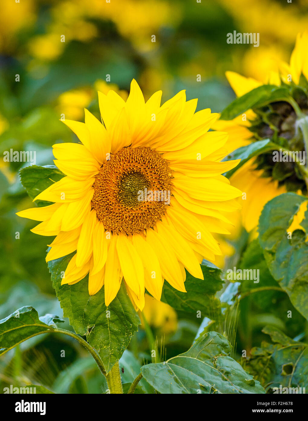 Sunflower single garden hires stock photography and images Alamy