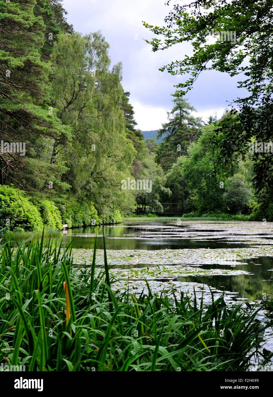 Faskally Woods and Loch in Perthshire, Scotland Stock Photo