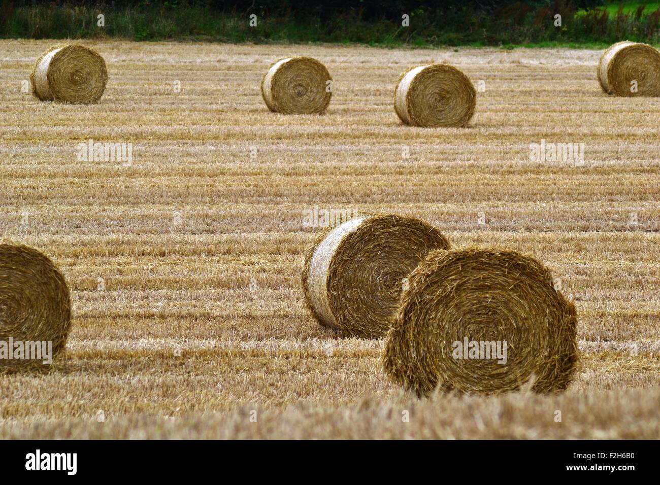 Haybales in a hayfield Stock Photo Alamy