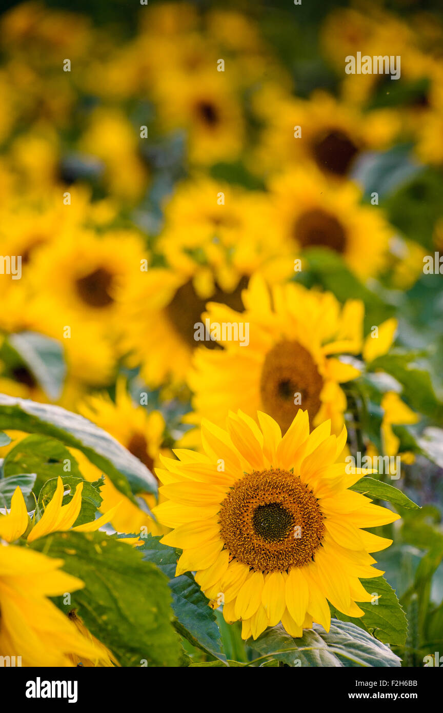 Field sunflowers in late hi-res stock photography and images - Alamy