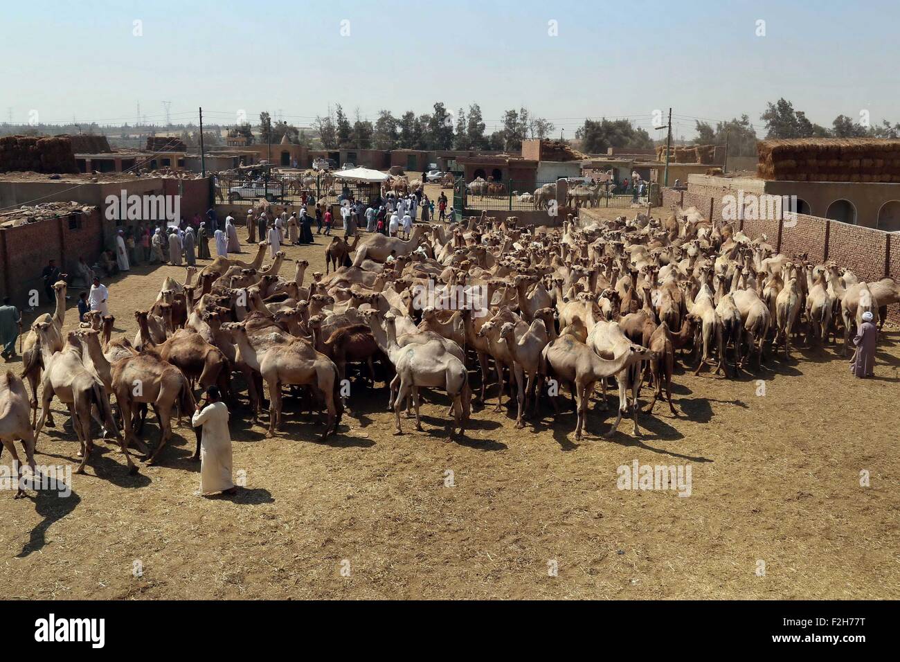 Cairo, Egypt. 18th Sep, 2015. Camels sit during an auction at Birqash Camel Market just outside of Cairo, Egypt, Friday, Sept. 18, 2015 ahead of next week's Eid al-Adha holiday. Muslims all over the world celebrate the three-day festival Eid al-Adha, by sacrificing sheep, goats, camels and cows to commemorate the willingness of the Prophet Ibrahim (Abraham to Christians and Jews) to sacrifice his son, Ismail, on God's command Credit:  Stringer/APA Images/ZUMA Wire/Alamy Live News Stock Photo