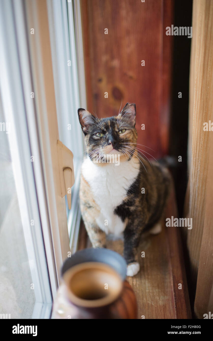 Cat, window, smell, Daylight,windowsill, colorful, 2.8 lens Stock Photo