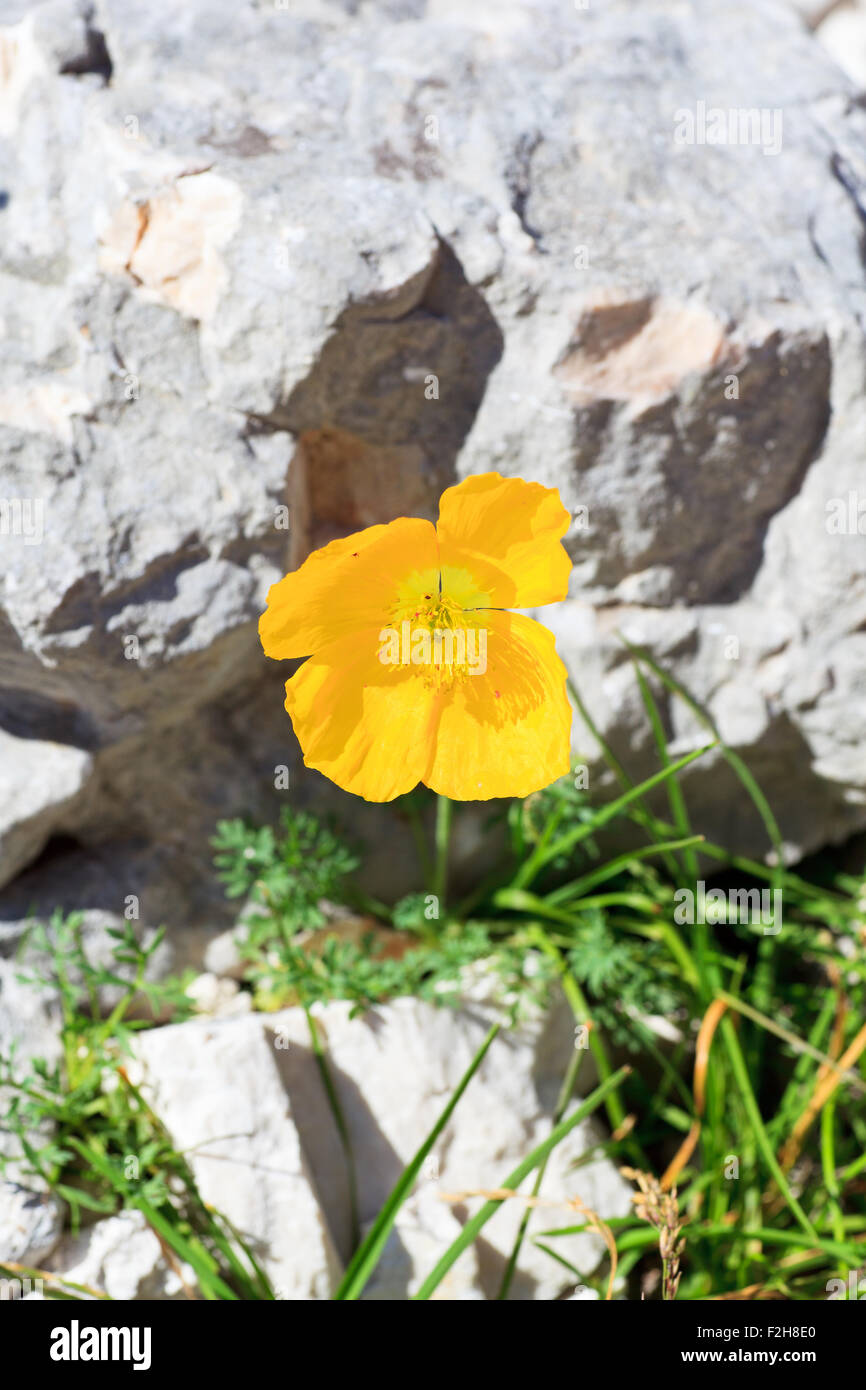 Photo of Papaver alpinum kerneri flower in Slovenian countryside Stock Photo