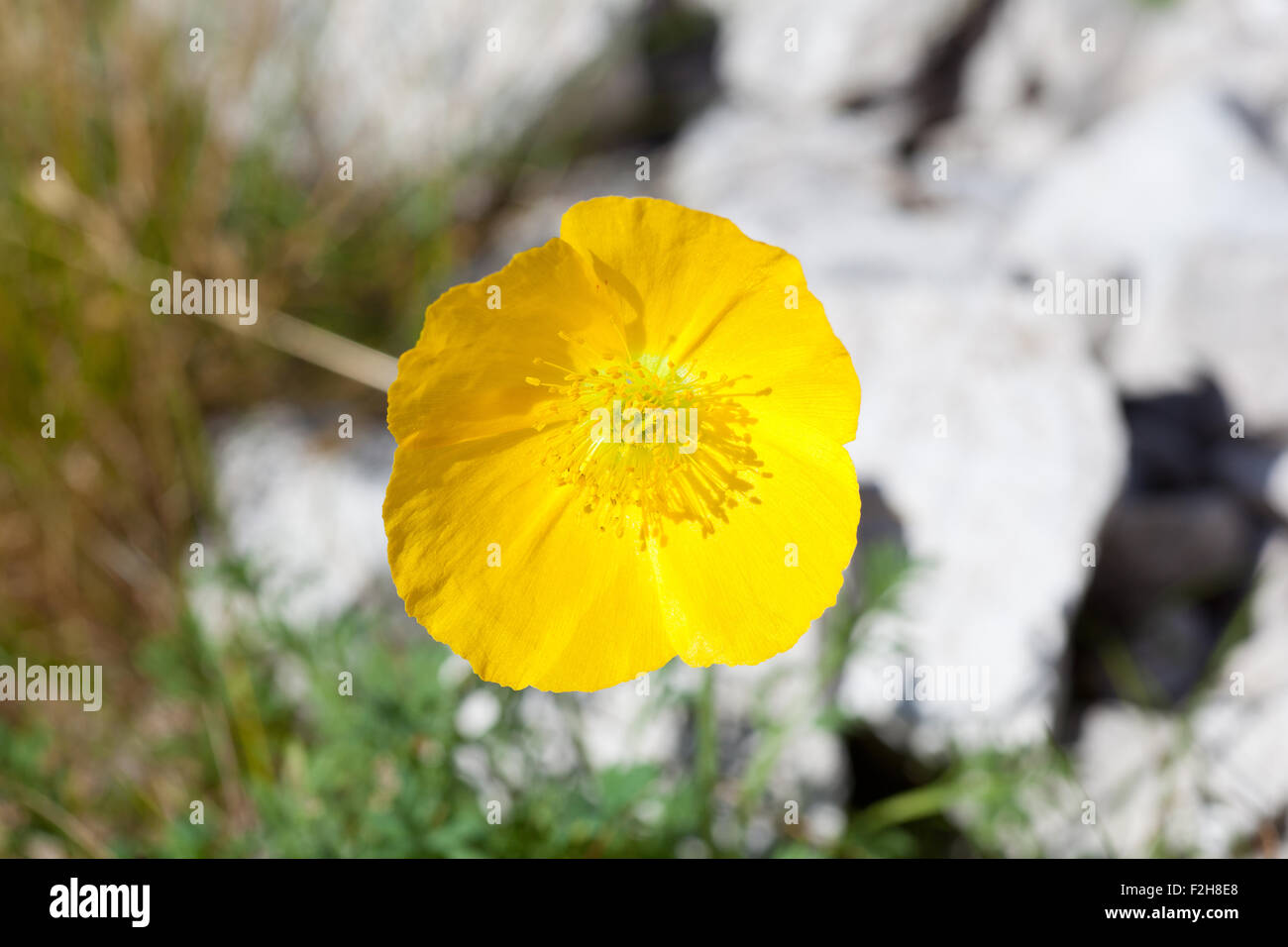 Photo of Papaver alpinum kerneri flower in Slovenian countryside Stock Photo