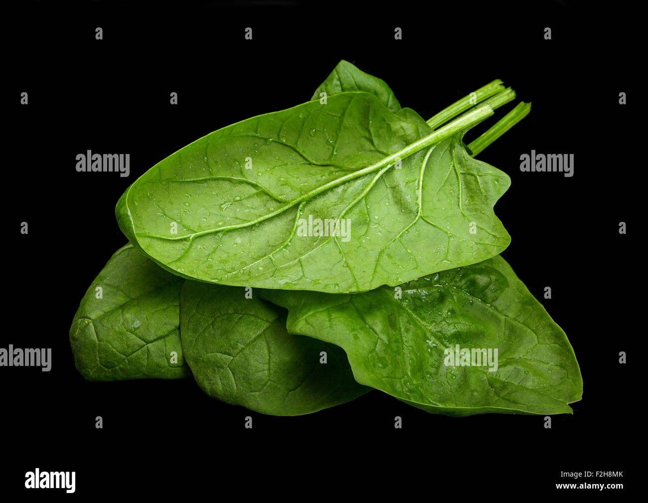 Spinach herb leaf closeup isolated on black Stock Photo