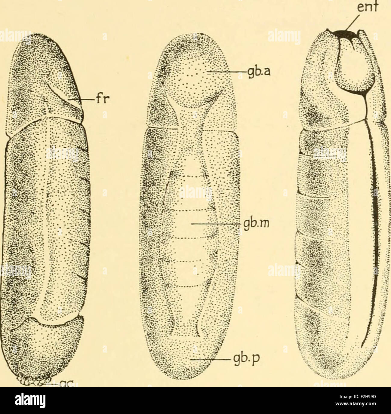 Embryology of insects and myriapods; the developmental history of ...