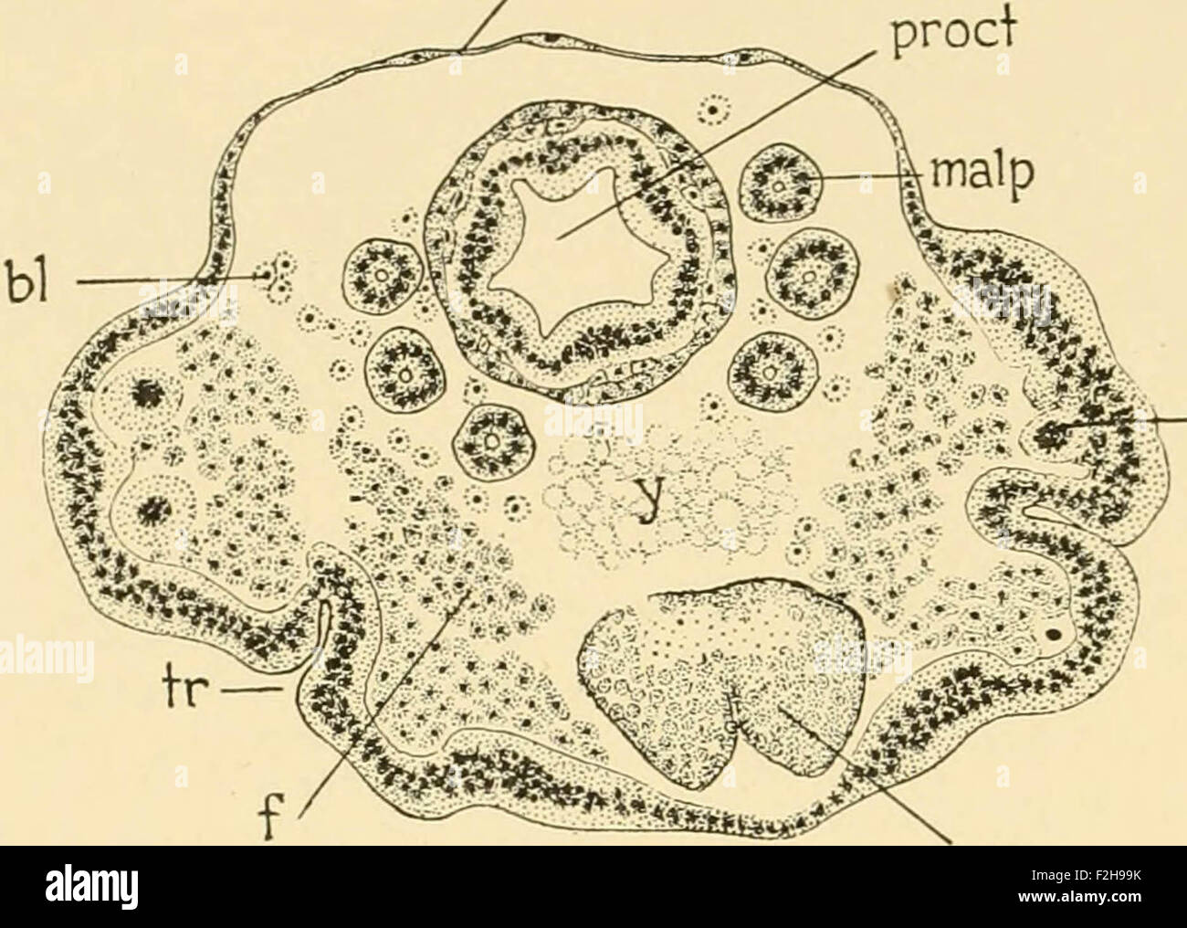 Baby Cell Insect Embryology of insects and myriapods; the developmental history of ...